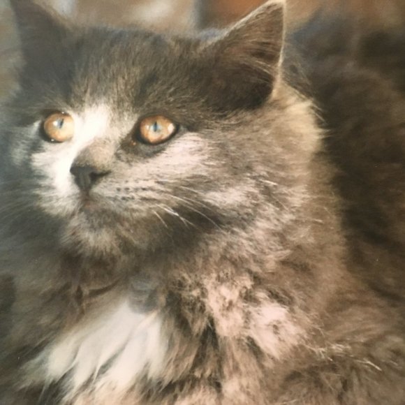 Meet your Posher, Dyan - Picture 8 of 11